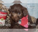 Small #6 Maltipoo-Poodle (Toy) Mix