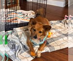 Small #5 Pembroke Welsh Corgi Mix