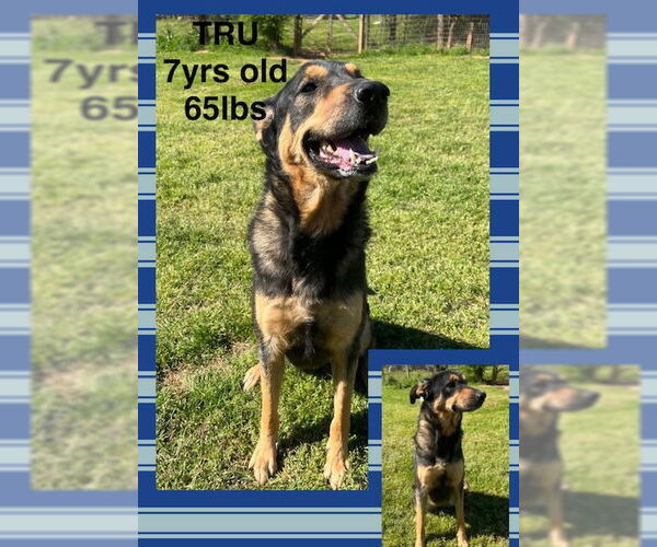 Medium Photo #1 Mutt Puppy For Sale in Woodbury, NY, USA