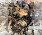 Litter of 4 - Male(s) and Female(s) Yorkshire TerrierLitter of Puppies for Sale - Photo #16