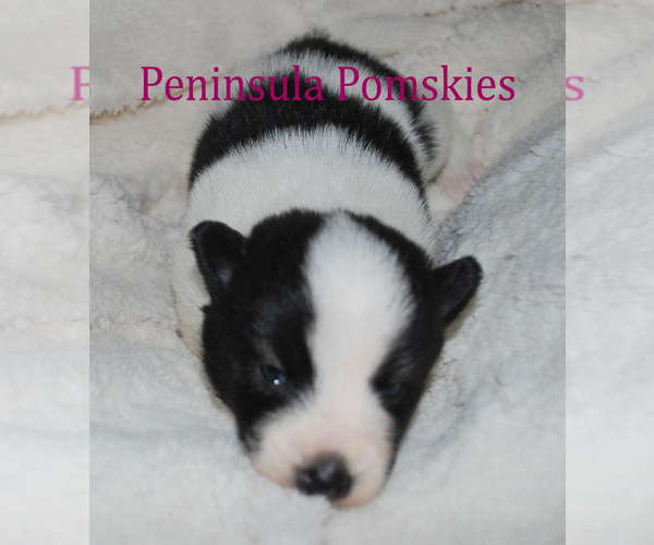 Medium Photo #3 Pomsky Puppy For Sale in SEQUIM, WA, USA