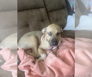 Bluetick Coonhound-Labrador Retriever Mix Puppy for sale in MORGANTOWN, WV, USA
