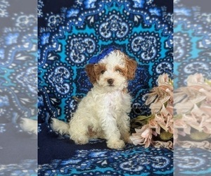 Poodle (Toy) Puppy for Sale in LANCASTER, Pennsylvania USA