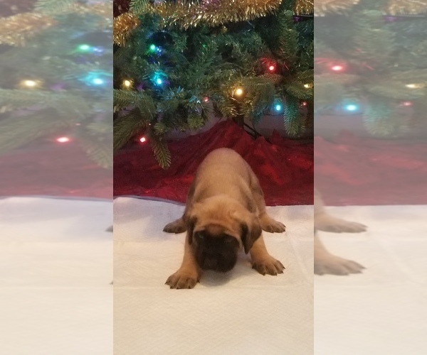 Medium Photo #12 Mastiff Puppy For Sale in FULTON, NY, USA
