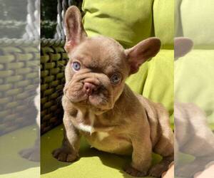 French Bulldog Puppy for sale in MARIETTA, GA, USA