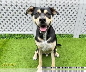 Rottweiler-Unknown Mix Dogs for adoption in West Palm Beach, FL, USA