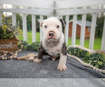 Small #2 Olde English Bulldogge