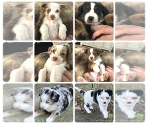 Miniature Australian Shepherd Litter for sale in GREENVILLE, OH, USA
