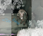Small Photo #1 Poodle (Miniature) Puppy For Sale in IRON, MN, USA