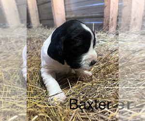 English Springer Spaniel Puppy for sale in MARTVILLE, NY, USA