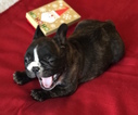Small Photo #22 French Bulldog Puppy For Sale in CHARLESTON, SC, USA