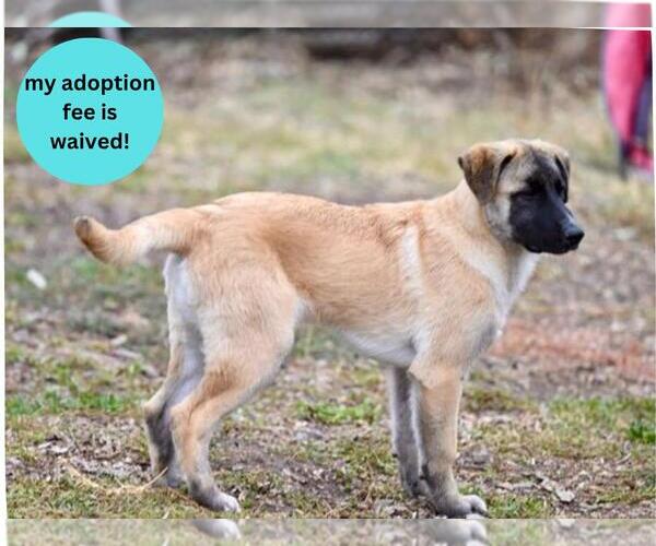 Medium Photo #4 Great Pyrenees-Unknown Mix Puppy For Sale in Santa Cruz, CA, USA