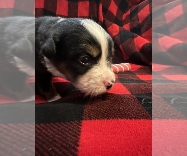 Medium Photo #4 Miniature Australian Shepherd Puppy For Sale in QUINCY, CA, USA