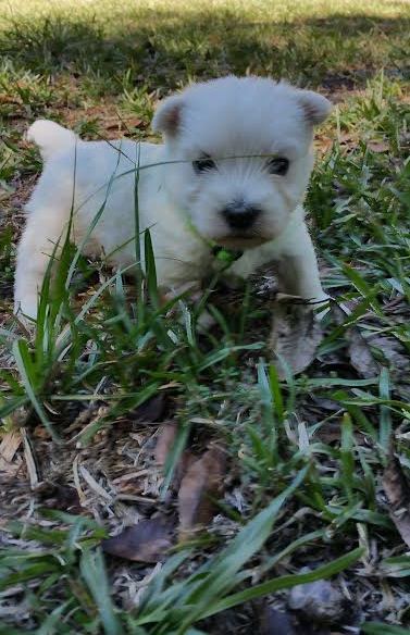 Medium Photo #1 West Highland White Terrier Puppy For Sale in EDGEFIELD, SC, USA