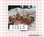 Small Photo #12 Golden Retriever Puppy For Sale in LIME SPRINGS, IA, USA