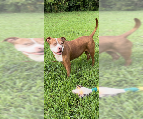 Medium Photo #3 American Pit Bull Terrier Puppy For Sale in Weston, FL, USA