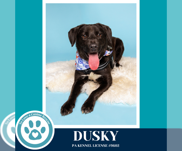 Medium Photo #9 Aussiedor Puppy For Sale in Kimberton, PA, USA