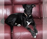 Small #2 Labrador Retriever Mix