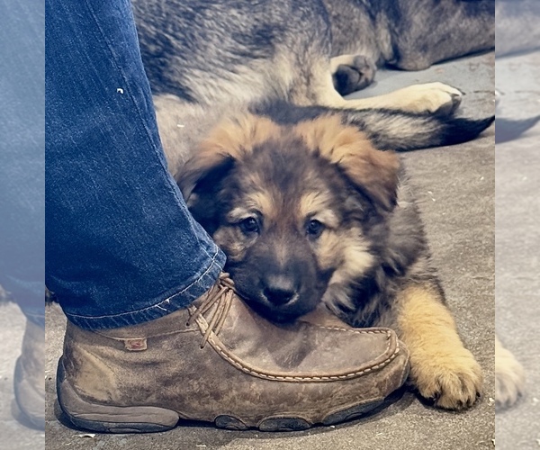 Medium Photo #4 German Shepherd Dog Puppy For Sale in BRIGHTON, CO, USA