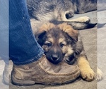 Small #3 German Shepherd Dog