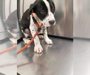 Mastiff Dogs for adoption in Fort Lauderdale, FL, USA