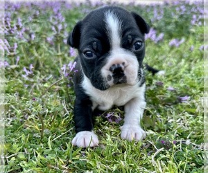 Boston Terrier Puppy for sale in GARFIELD, AR, USA