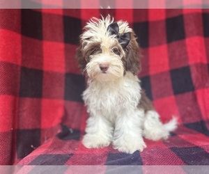 ShihPoo Puppy for sale in LAKELAND, FL, USA