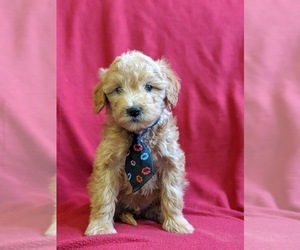 Goldendoodle-Poodle (Miniature) Mix Puppy for sale in NEW PROVIDENCE, PA, USA