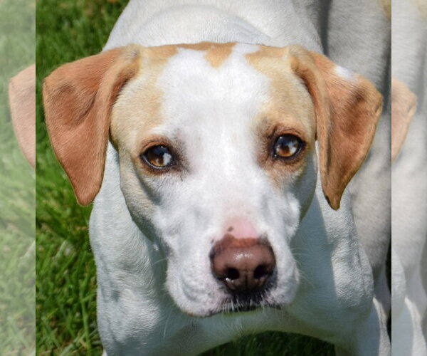 Medium Photo #2 American Foxhound-Beagle Mix Puppy For Sale in Huntley, IL, USA