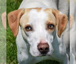 Small #1 American Foxhound-Beagle Mix