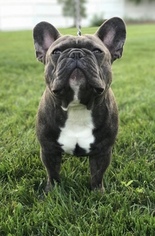 Father of the French Bulldog puppies born on 01/10/2019