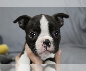 Boston Terrier Puppy for sale in BROOKSVILLE, FL, USA
