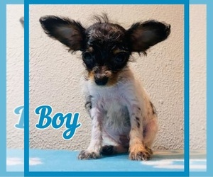 Chihuahua-Poodle (Toy) Mix Puppy for sale in DRY PRONG, LA, USA