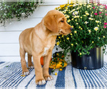 Small #6 Golden Retriever-Jack Russell Terrier Mix