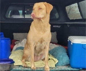 Mother of the Labrador Retriever puppies born on 06/15/2025