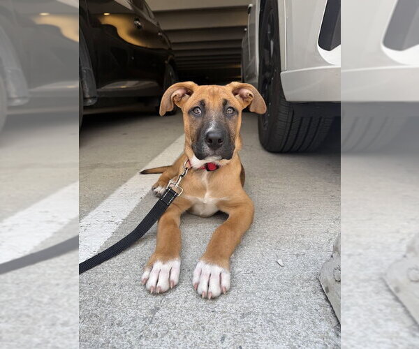 Medium Photo #1 Mutt Puppy For Sale in Shermans Dale, PA, USA