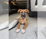 Small Collie Mix