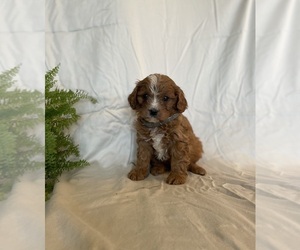 Cavapoo Puppy for Sale in GAP, Pennsylvania USA