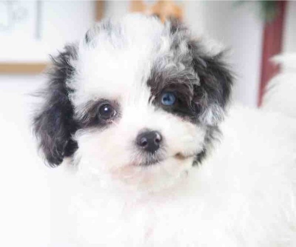 Medium Photo #1 Maltipoo Puppy For Sale in RED LION, PA, USA