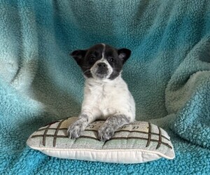 Pomeranian Puppy for sale in CURTISS, WI, USA