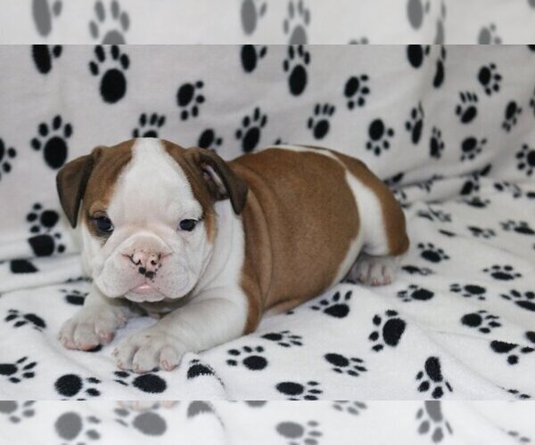 Medium Photo #1 English Bulldog Puppy For Sale in MANHATTAN BCH, CA, USA