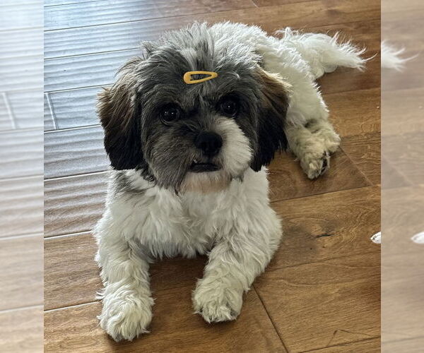 Medium Photo #2 Zuchon Puppy For Sale in Cookeville, TN, USA