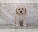 Small Photo #1 Cavapoo Puppy For Sale in MARIETTA, GA, USA