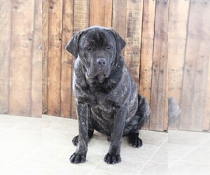Father of the Cane Corso puppies born on 12/05/2021