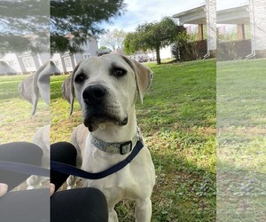 Labrador Retriever-Unknown Mix Dogs for adoption in Germantown, OH, USA
