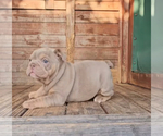 Small #5 English Bulldog
