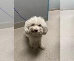 Small Maltese Mix