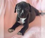 Justice Pup - Case - Adopted! - Male Labrador Retriever-Unknown Mix Dog for Adoption - Small photo