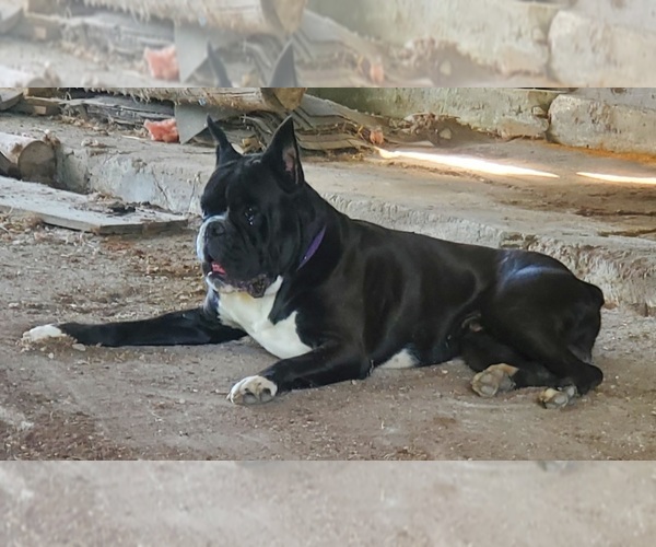 Medium Photo #1 Boxer Puppy For Sale in BAUDETTE, MN, USA