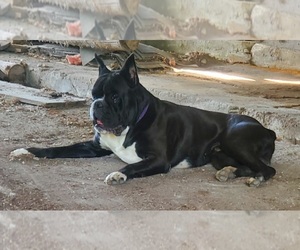 Father of the Boxer puppies born on 07/02/2025